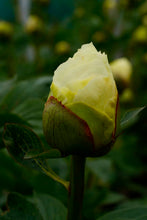 Load image into Gallery viewer, Peony Vanilla Schnapps Potted Plant