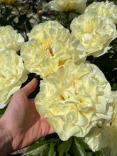 Load image into Gallery viewer, Peony Vanilla Schnapps Potted Plant