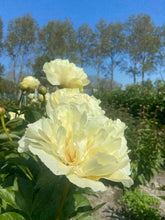 Load image into Gallery viewer, Peony Vanilla Schnapps Potted Plant