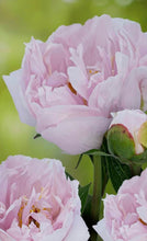 Load image into Gallery viewer, Pink Vanguard Roots