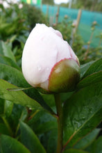 Load image into Gallery viewer, Pink Vanguard Roots