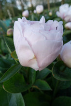 Load image into Gallery viewer, Pink Vanguard Roots
