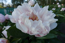 Load image into Gallery viewer, Pink Vanguard Roots