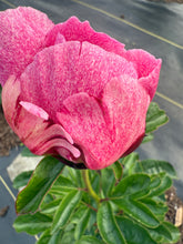 Load image into Gallery viewer, Peony The Fawn Potted Plant