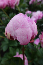 Load image into Gallery viewer, Peony The Fawn Potted Plant