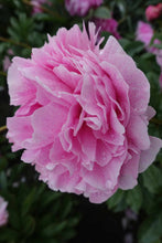 Load image into Gallery viewer, Peony The Fawn Potted Plant