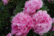 Load image into Gallery viewer, Peony The Fawn Potted Plant
