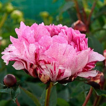 Load image into Gallery viewer, Peony The Fawn Potted Plant