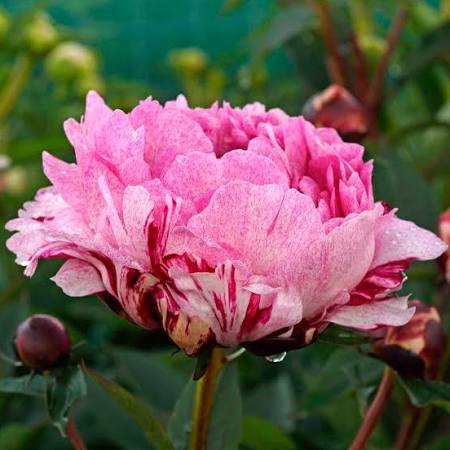 peony potted plants Peony The Fawn Potted Plant