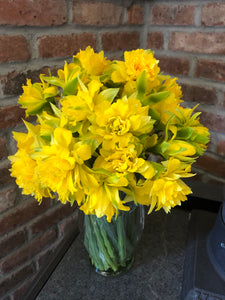 Daffodils “Van Sion”