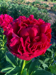potted peony plants for sale near me Peony Old Faithful potted peony – Green Garden Farm