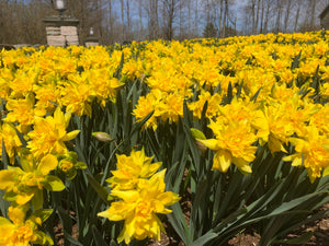 Daffodils “Van Sion”
