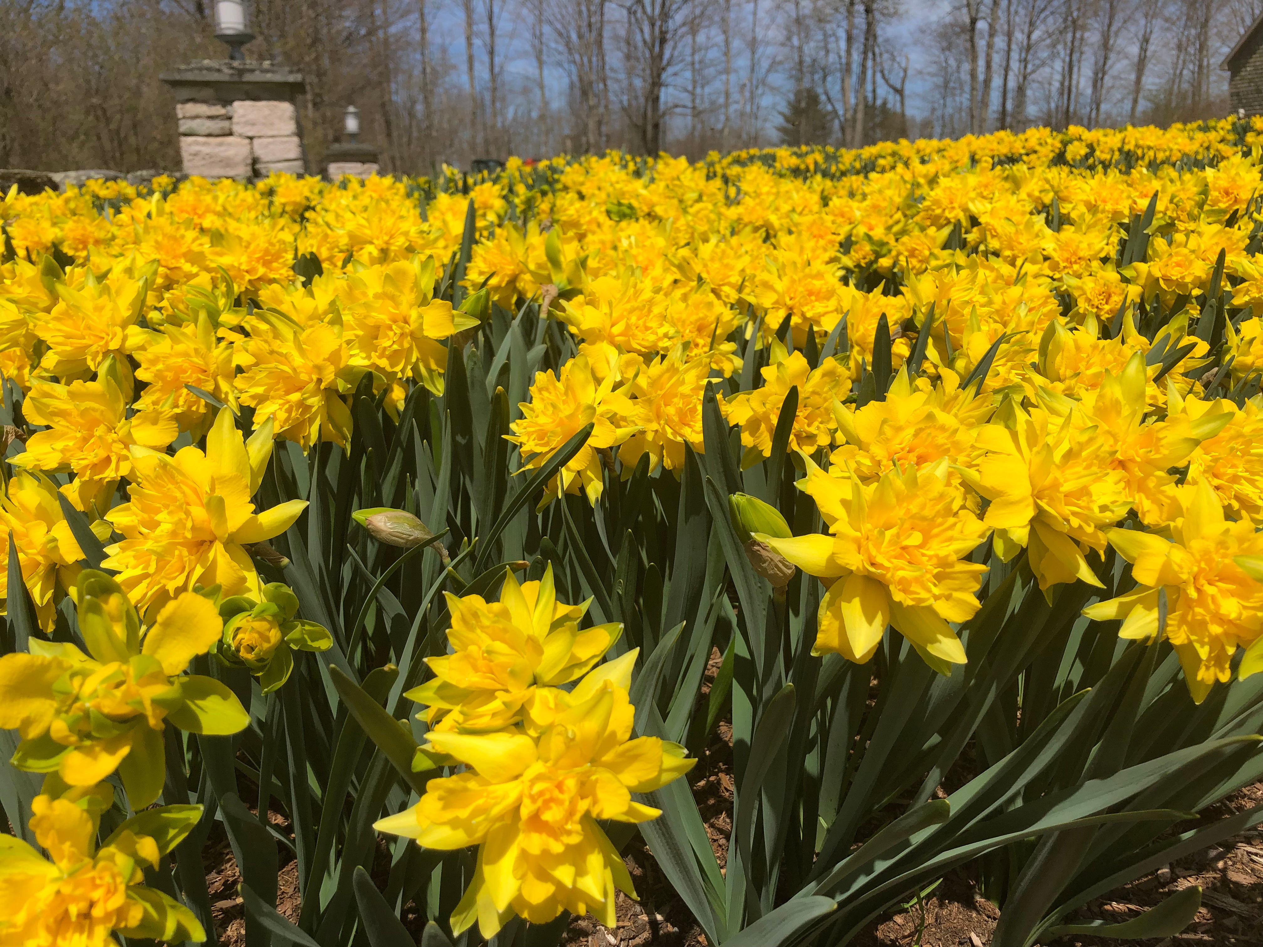 Daffodils “Van Sion” – Green Garden Farm