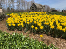 Load image into Gallery viewer, Daffodils “Van Sion”