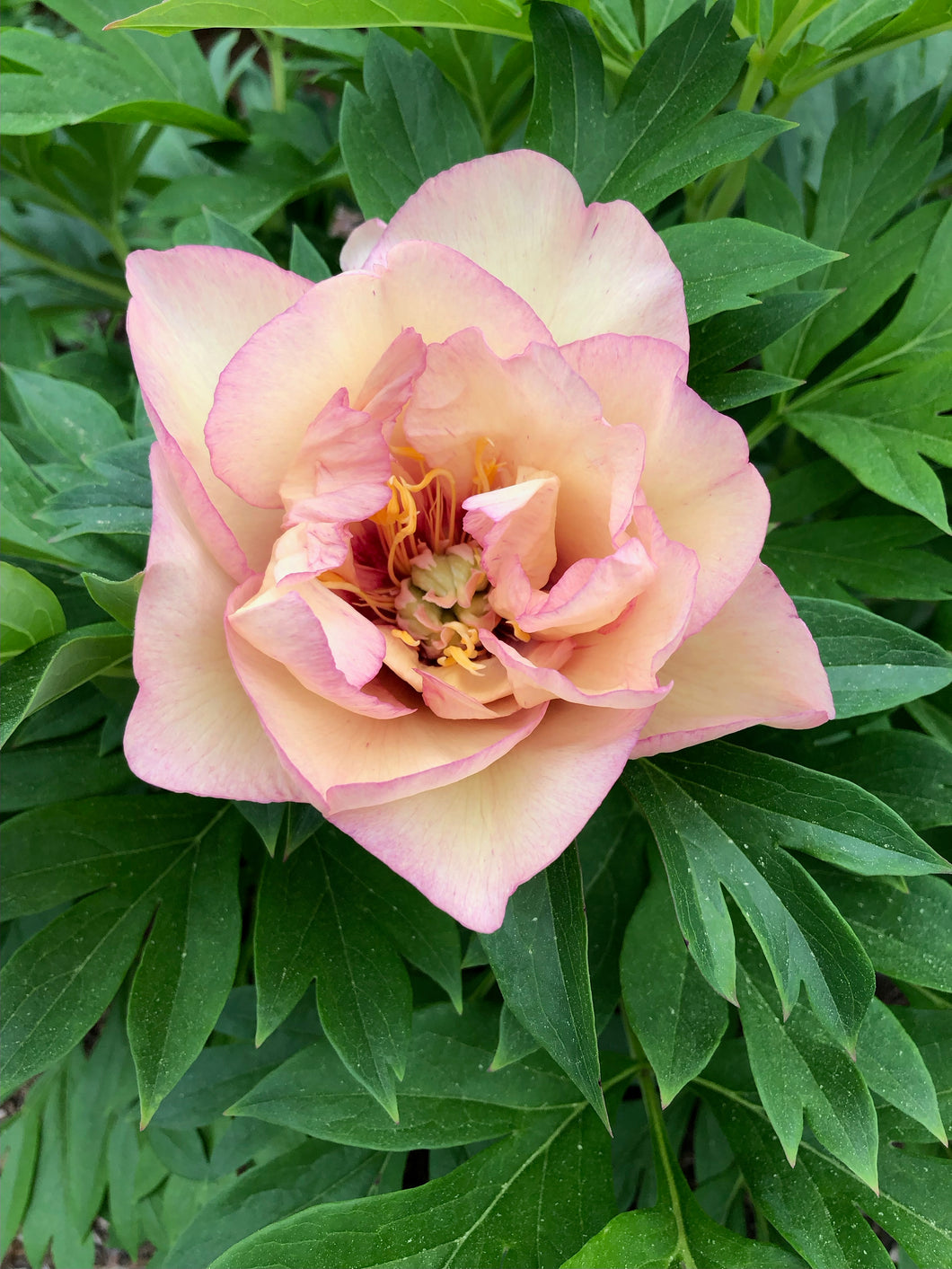 potted peony plants Peony Scrumdidleumptious potted plant