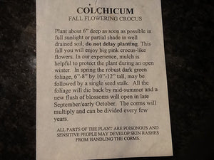 description, planting, care of colchicum bulbs