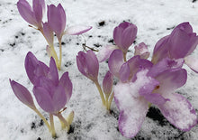 Load image into Gallery viewer, giant colchicum in snow