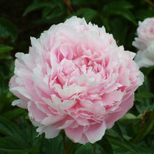 Load image into Gallery viewer, Pillow Talk Roots