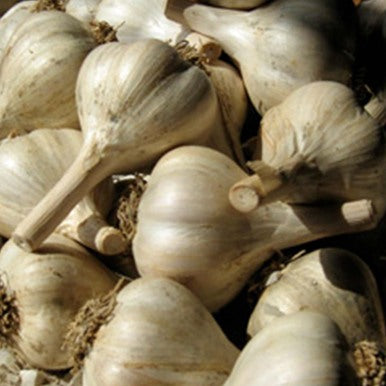 Georgian Crystal Certified Organic Garlic 